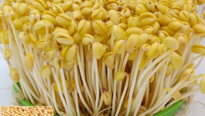 从发芽到豆浆：精选黄豆的全能厨房革命