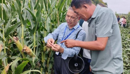 安徽濉溪：新质生产力赋能玉米产业 激活农业发展新动能