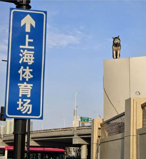 萌翻了！火爆全网的"小狗山"是真的，不是P的！紧急提醒