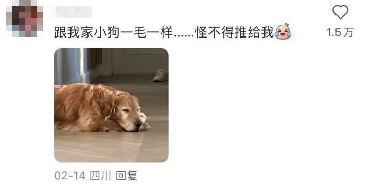 萌翻了！火爆全网的"小狗山"是真的，不是P的！紧急提醒