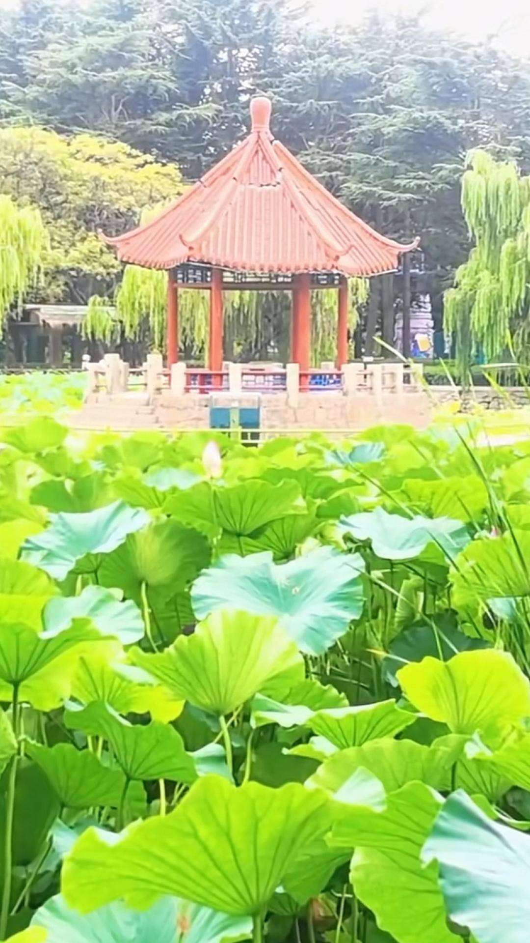 青岛中山公园一凉亭突然倒塌：一年前刚完成修缮，园方称无伤亡原因待查