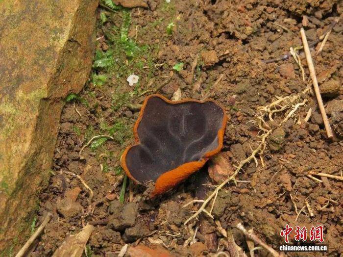广西发现大型真菌新物种花坪暗盘菌