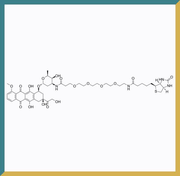 3026061-31-1，Dox-btn2,Doxorubicin-PEG4-Biotin的作用机制有哪些？