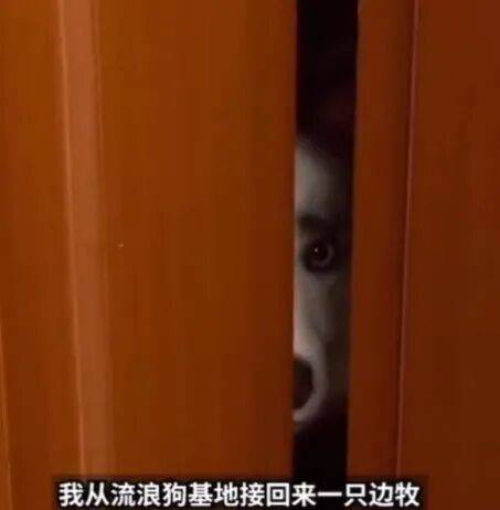 流浪狗回家两天遭邻居投诉，狗主人力挺自家毛孩子，第二天却收了份“大惊喜”，本以为邻居是厌狗，没想到真相出乎意料…