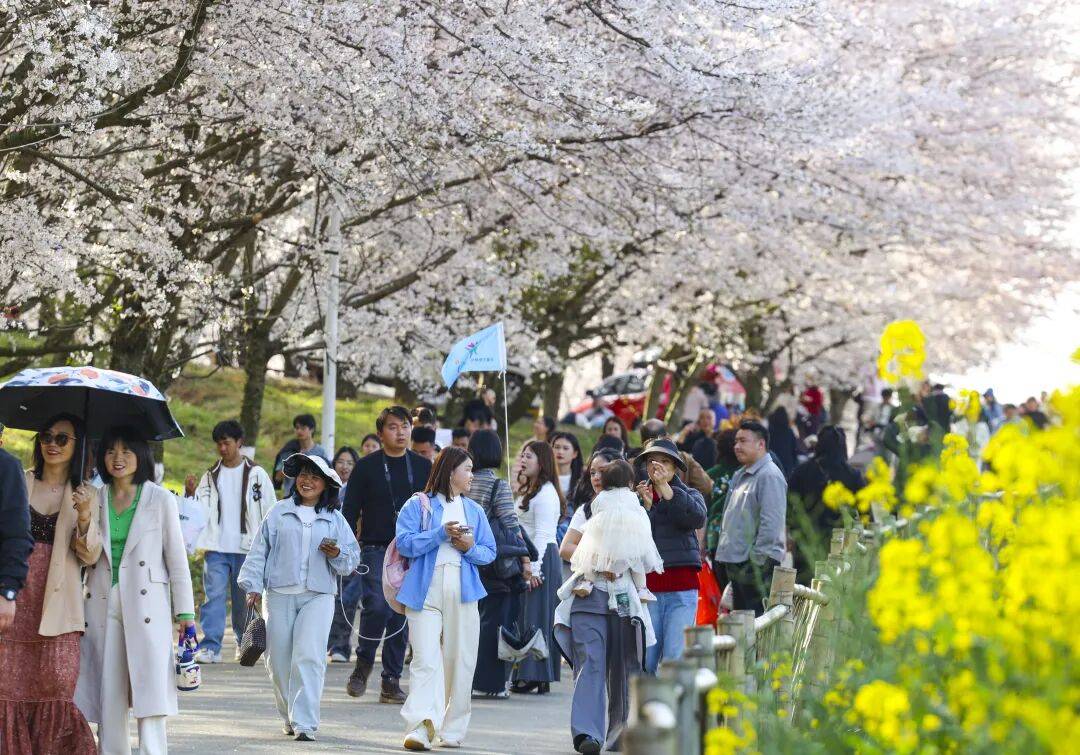 3月22日起 贵安樱花园入园保障服务工作将停止